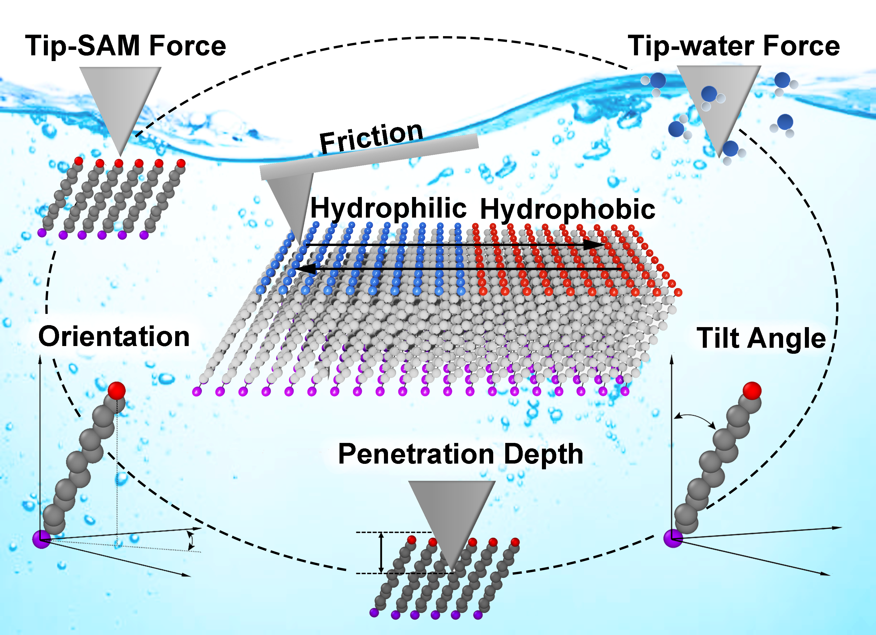 Friction_Anisotropy_of_SAMs